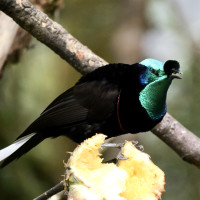 Ribbon-tailed Astrapia